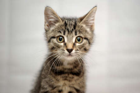 cute tabby kittenの写真素材