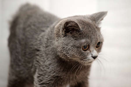 Gray British kittenの写真素材