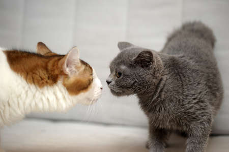 cats sniffの写真素材