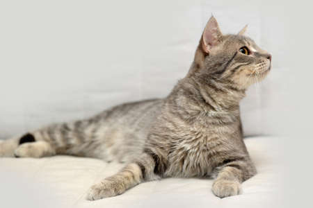 one-eyed cat rescued by zoodefendersの写真素材