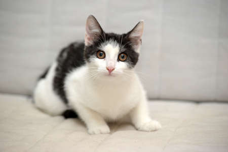 It is black a white small kittenの写真素材