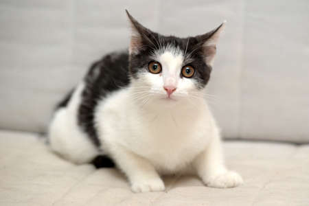 It is black a white small kitten
