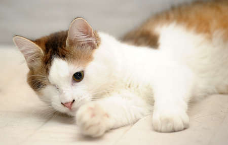 one-eyed cat rescued by zoodefendersの写真素材