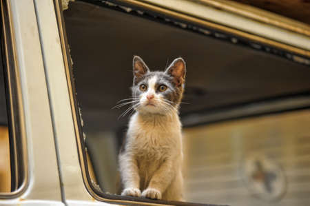 homeless catの写真素材