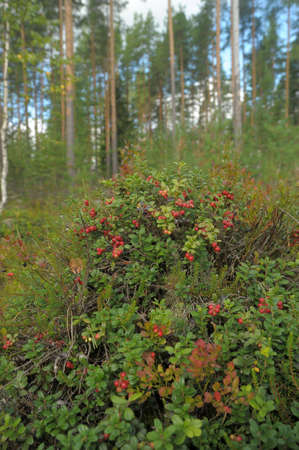Cowberry in wood の写真素材