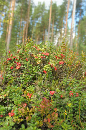 Cowberry in wood の写真素材