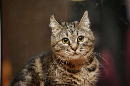 Tabby Cat の写真素材