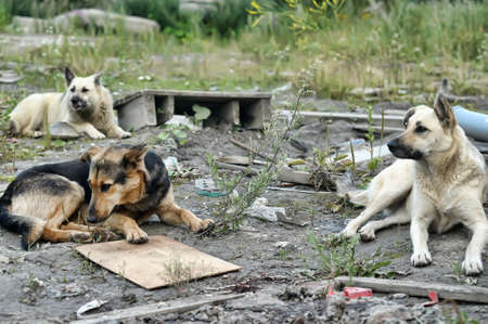 pack of stray dogsの写真素材