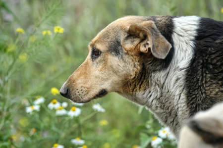  Stray dogの写真素材