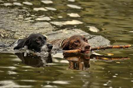 Two dogs swimmingの写真素材