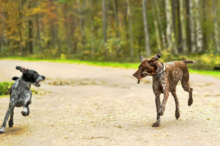 Two dogs の写真素材