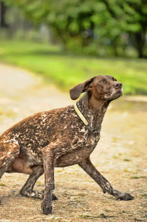 Deutsch Kurzhaar German Short-haired Pointing Dog