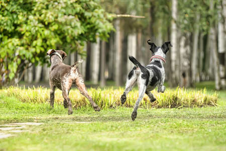 Two dogs 