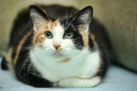 tricolor catの写真素材