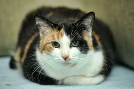 tricolor catの写真素材