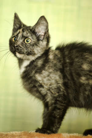 tortoiseshell kitten