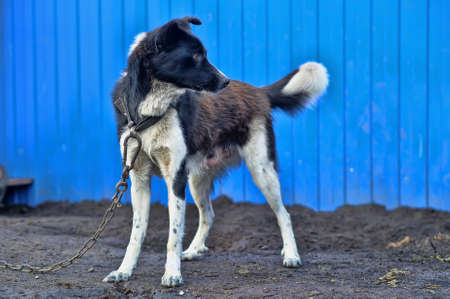 Dog on the chainの写真素材