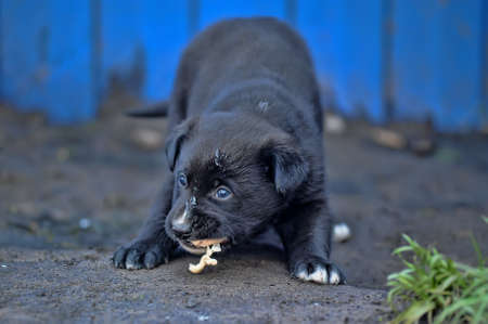 cute little black puppyの写真素材