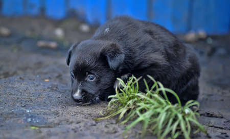 cute little black puppyの写真素材