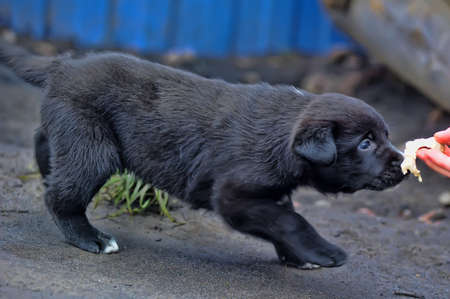 cute little black puppy