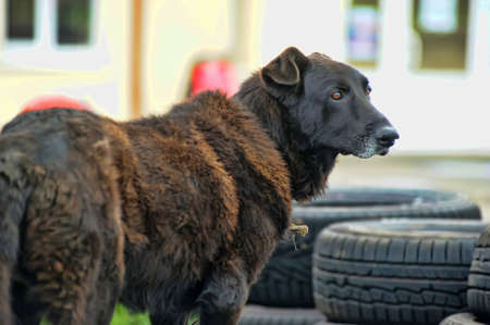dog on a chainの写真素材