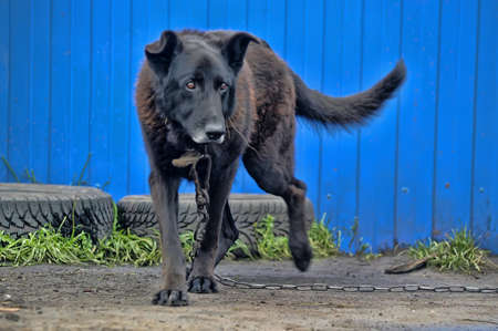 dog on a chainの写真素材