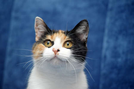 tricolor catの写真素材