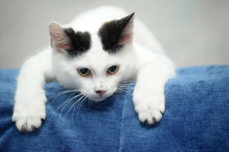 white kitten with black spots