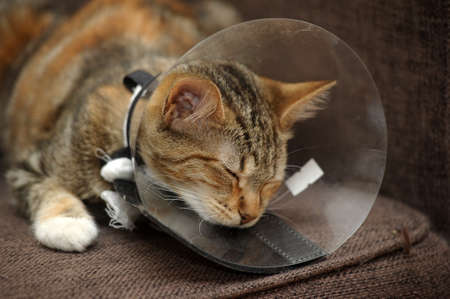 Cat in coneの写真素材
