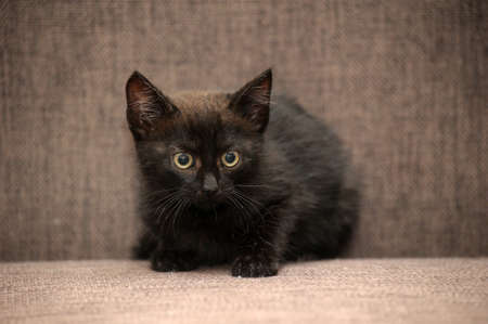 black kitten on the couchの写真素材
