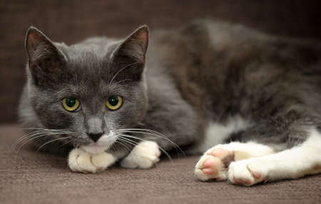 Sad cat の写真素材