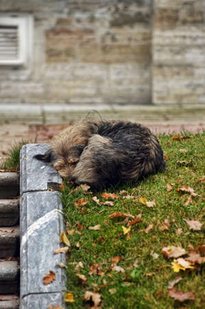 Sleeping homeless dogの写真素材