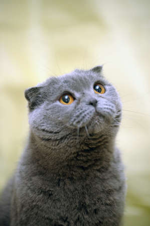 Scottish lop-eared gray cat の写真素材