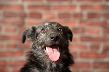 Half-breed dog in front of a brick wall