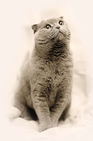 Scottish lop-eared gray cat 