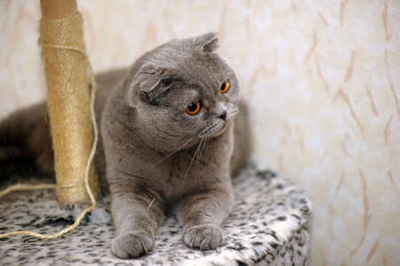 Scottish lop-eared gray cat の写真素材