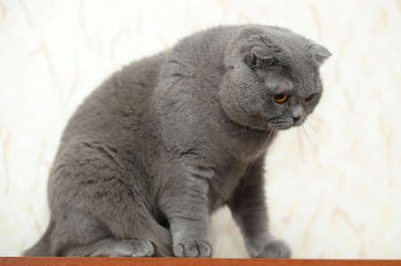 Scottish lop-eared gray cat の写真素材