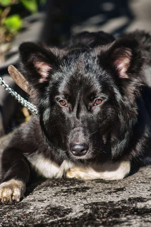 black with white chest mongrel dogの写真素材