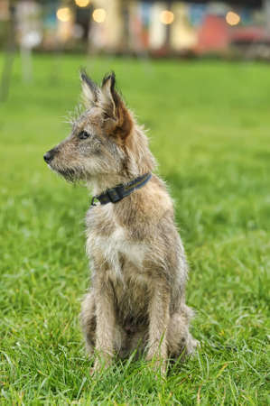 Half-breed puppyの写真素材