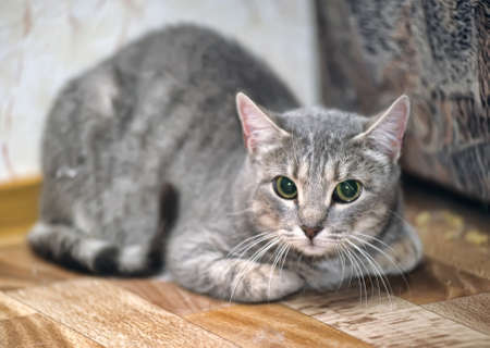 Frightened tabby Catの写真素材