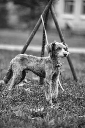  terrier