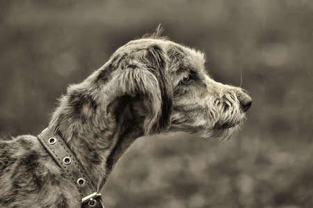  terrier