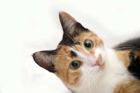 tricolor haired catの写真素材