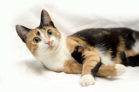 tricolor haired catの写真素材