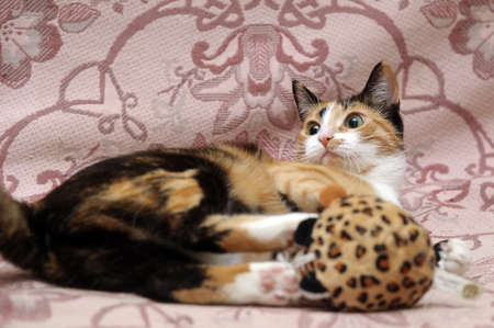 tricolor haired catの写真素材