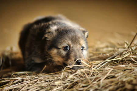 funny little brown puppyの写真素材
