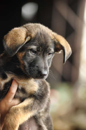 Half-breed puppyの写真素材