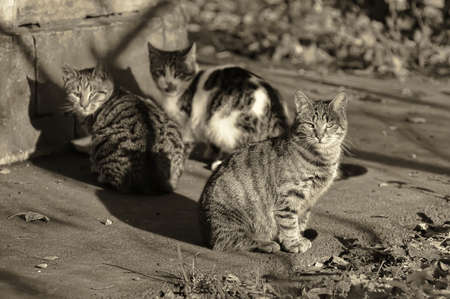 cats on the street