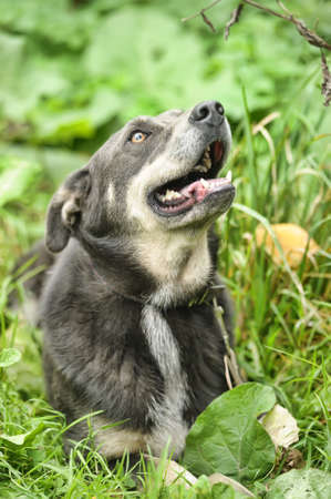portrait of a street dogの写真素材