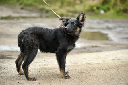 half-breed shepherd puppy